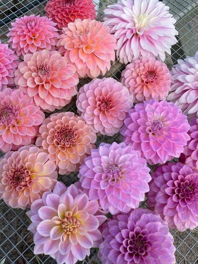why do dahlias make my backyard feel like a secret paradise?