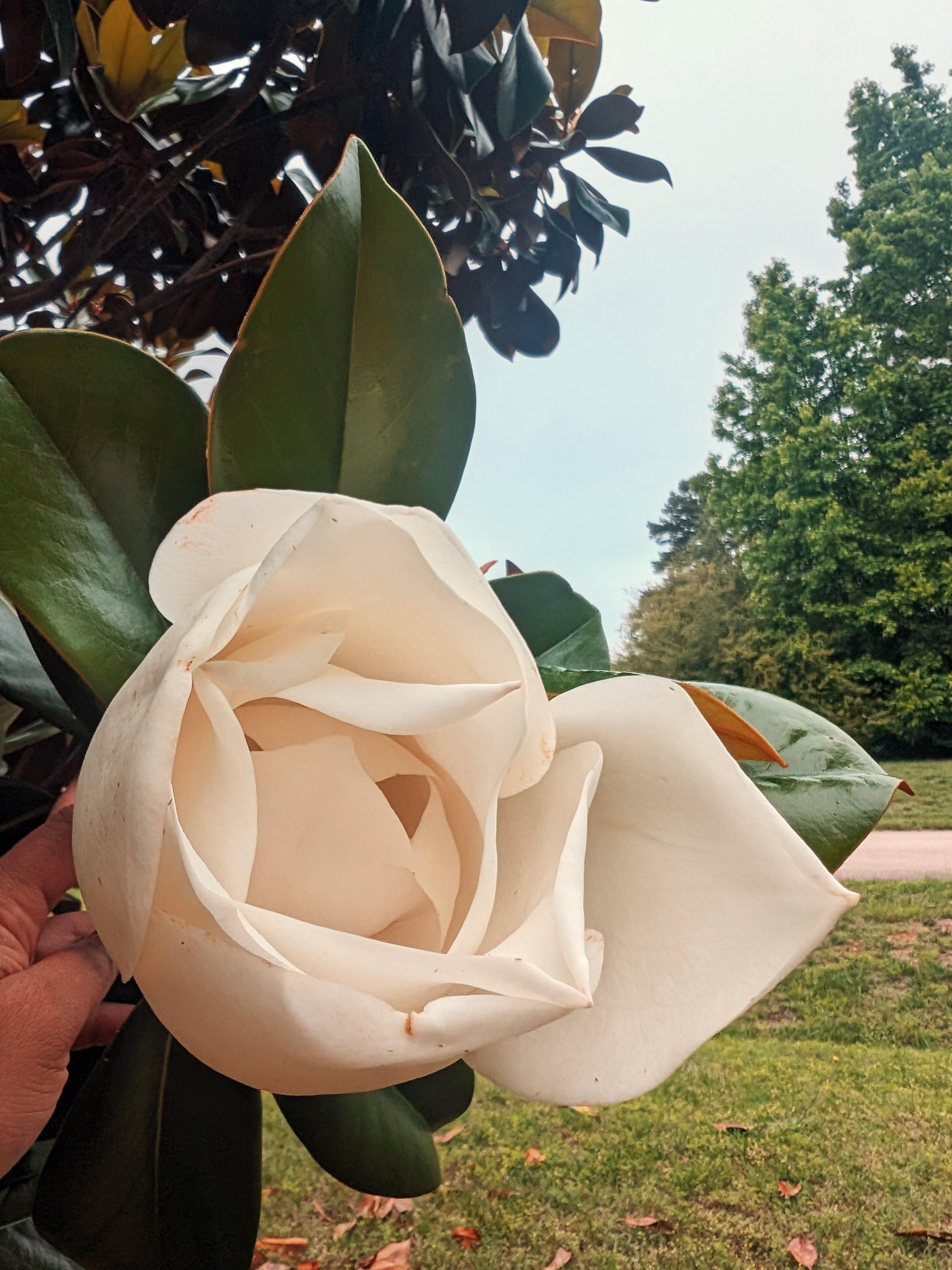 why do my nc magnolias look like a fairytale this year?