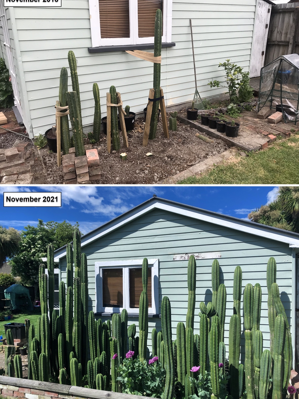 how did my tiny cactus squad survive my wild watering habits?
