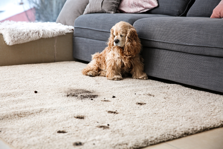 The Unfiltered Truth About Pet Life