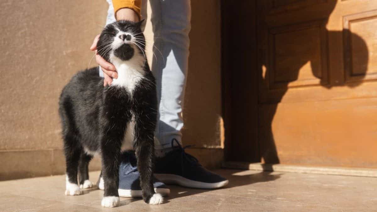 Saying Goodbye to Your Cat: What to Expect