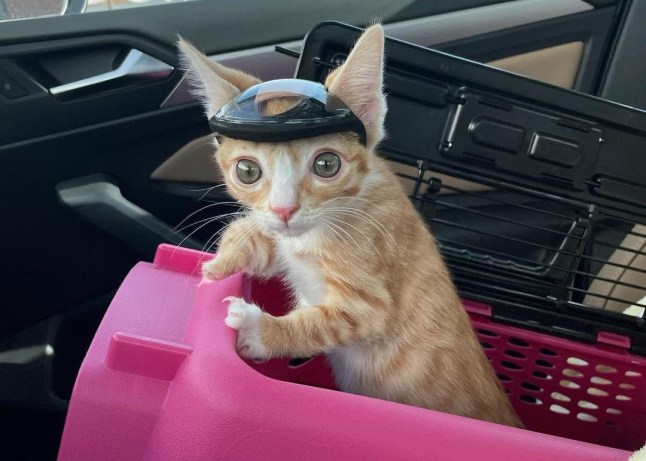 Is My Cat Going Blind? Here’s What I Noticed