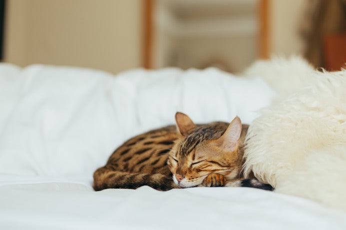 How I Finally Got My Cat to Sleep With Me