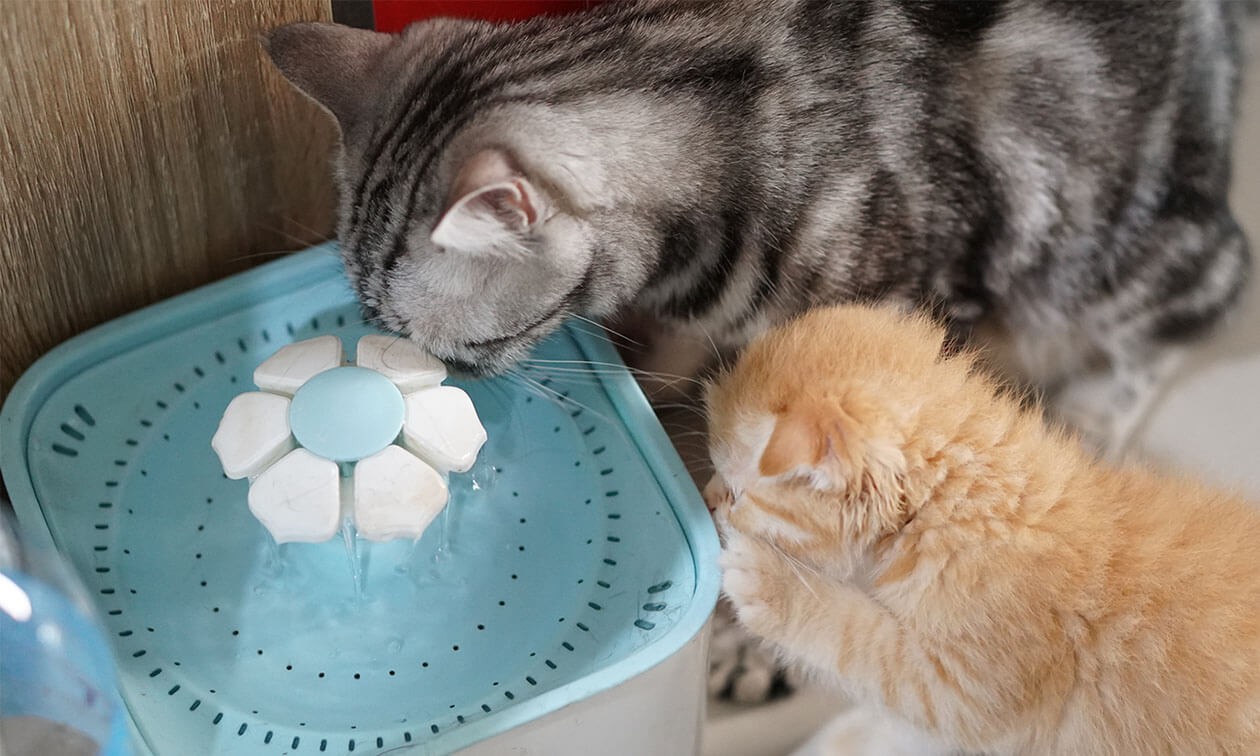My Cat’s Pee Was Too Alkaline—Here’s What Worked
