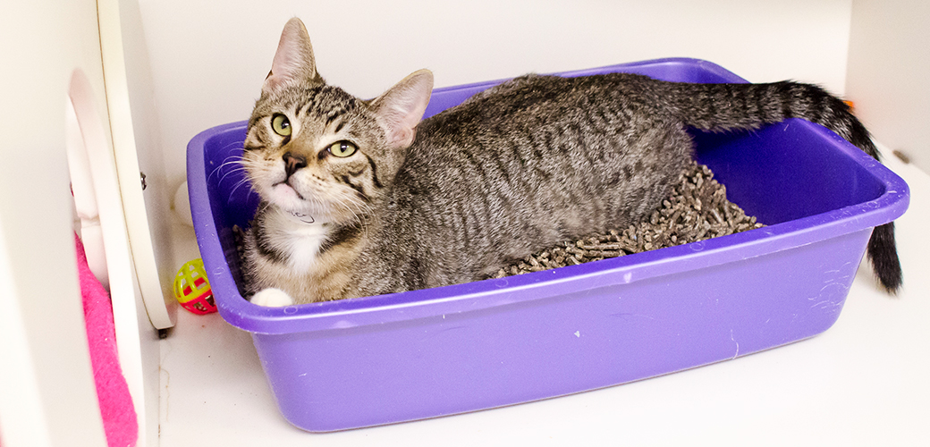 Confessions of a Litter Box Survivor