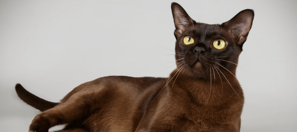 Is My Cat Actually Burmese? Let’s Find Out