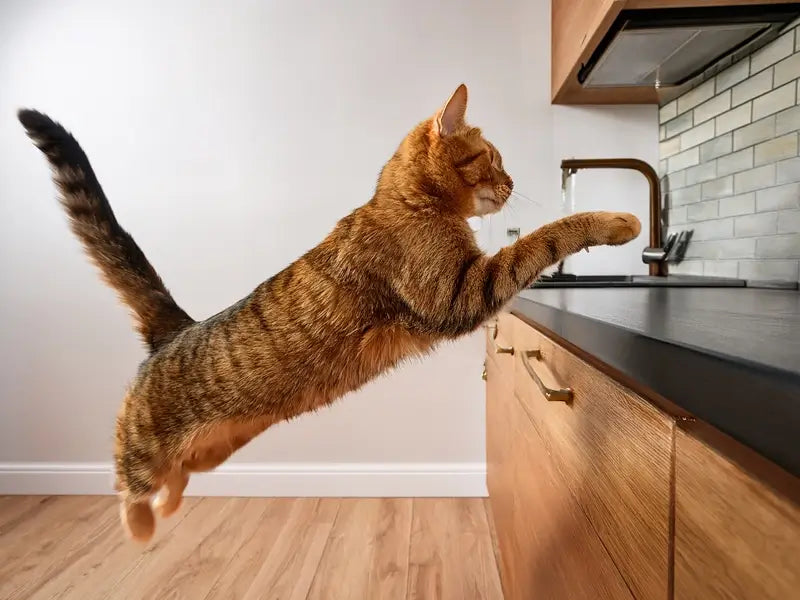 My Cat vs. The Countertop: Who Will Win?