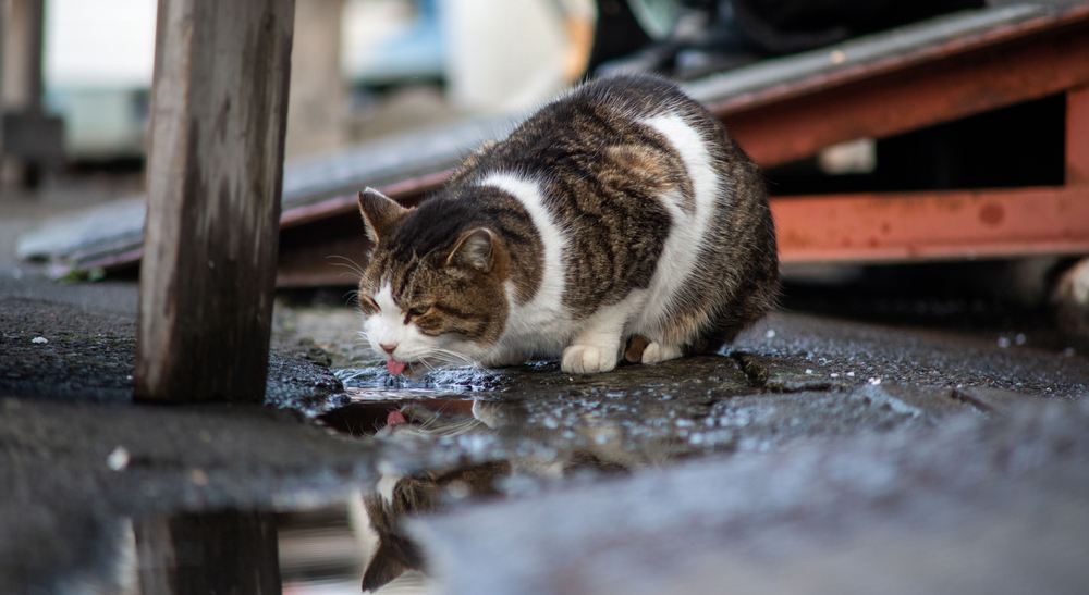 So You Found a Cat on the Street—Now What?