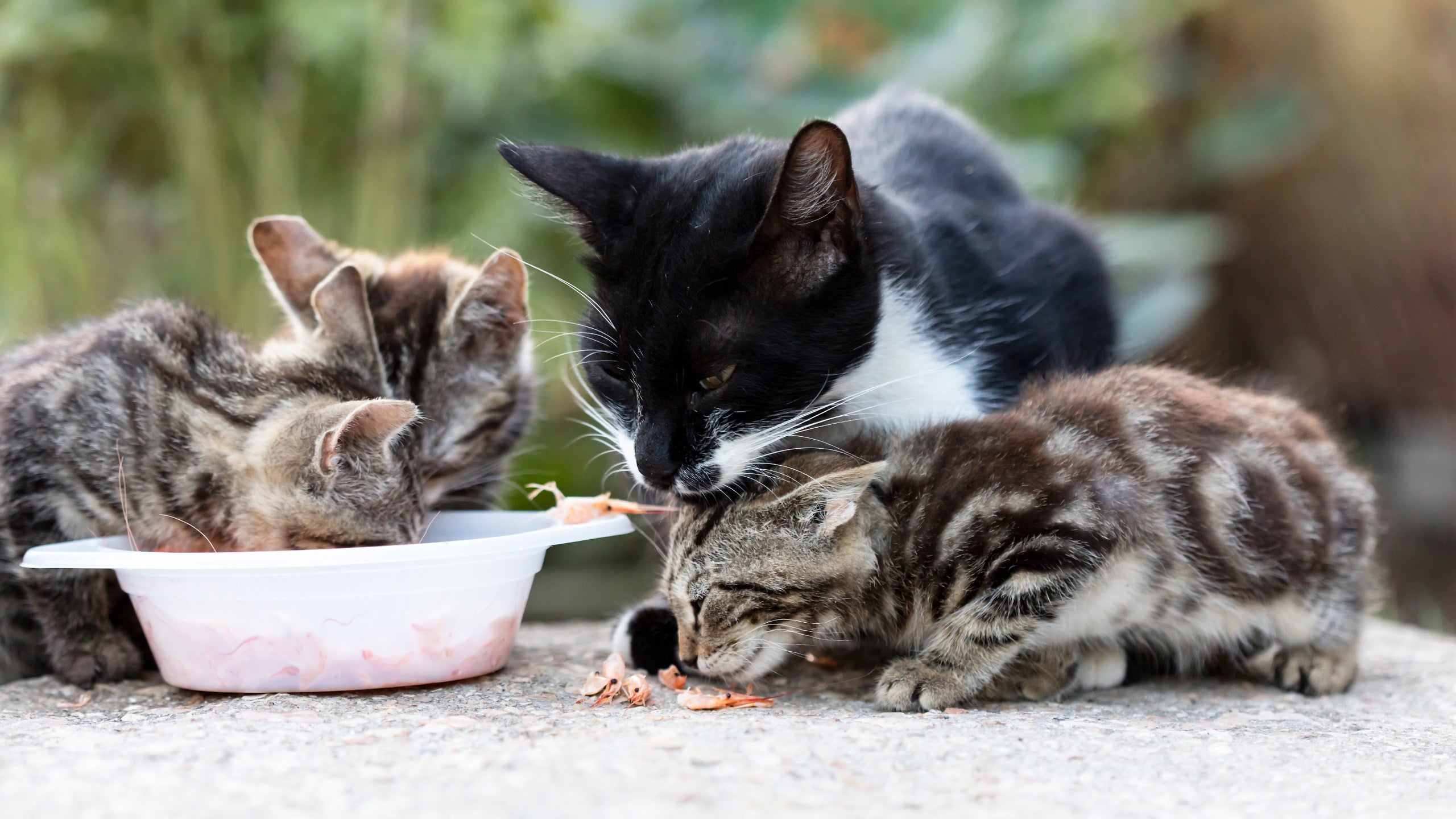 How I Accidentally Adopted a Street Cat