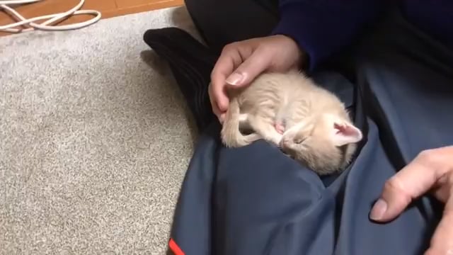 Rescued Kitten Living the Good Life Now