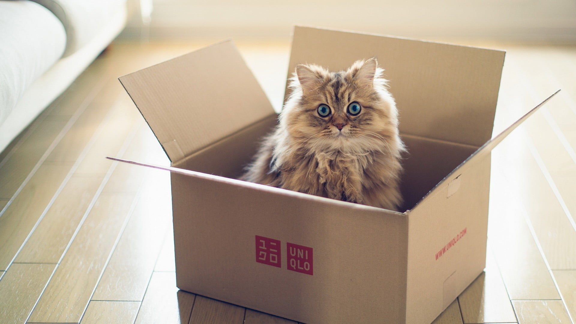 My Cat Tried to Escape After We Moved