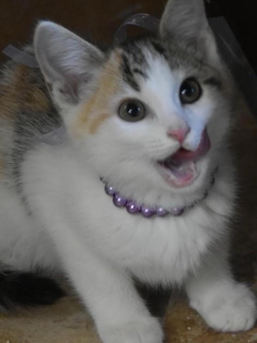 Help! My Tiny Overlord Needs a Name