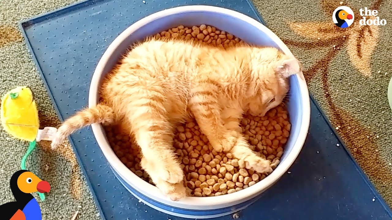 Surviving Kitten Weaning: Chaos, Cuteness, Milk