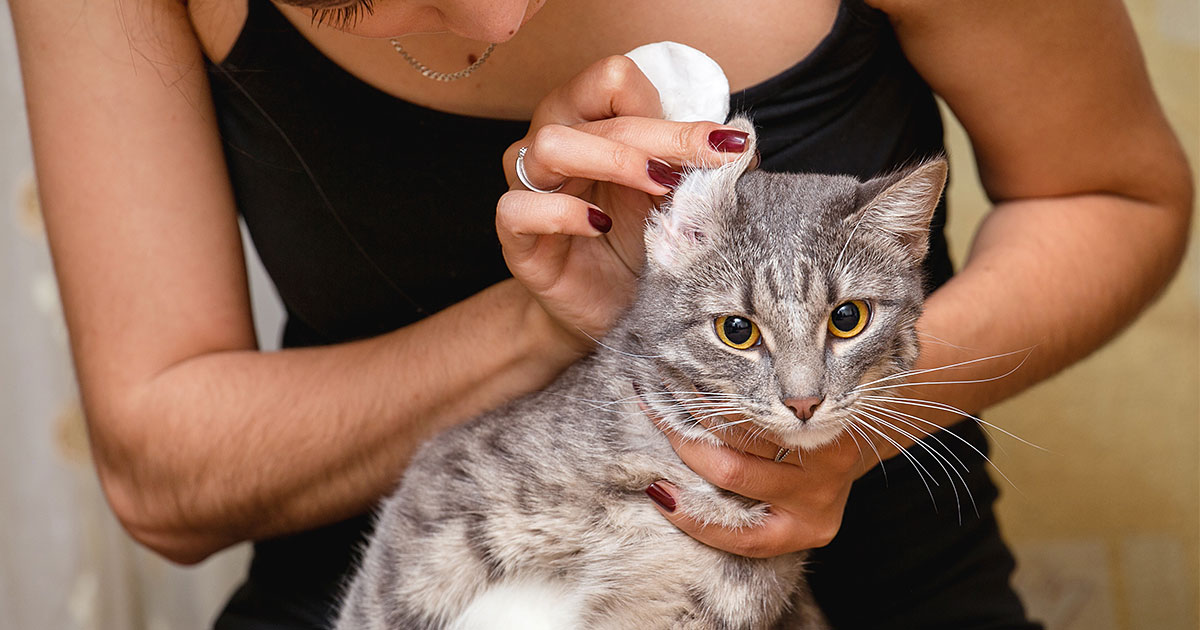 How I Survived Cleaning My Cat’s Ears