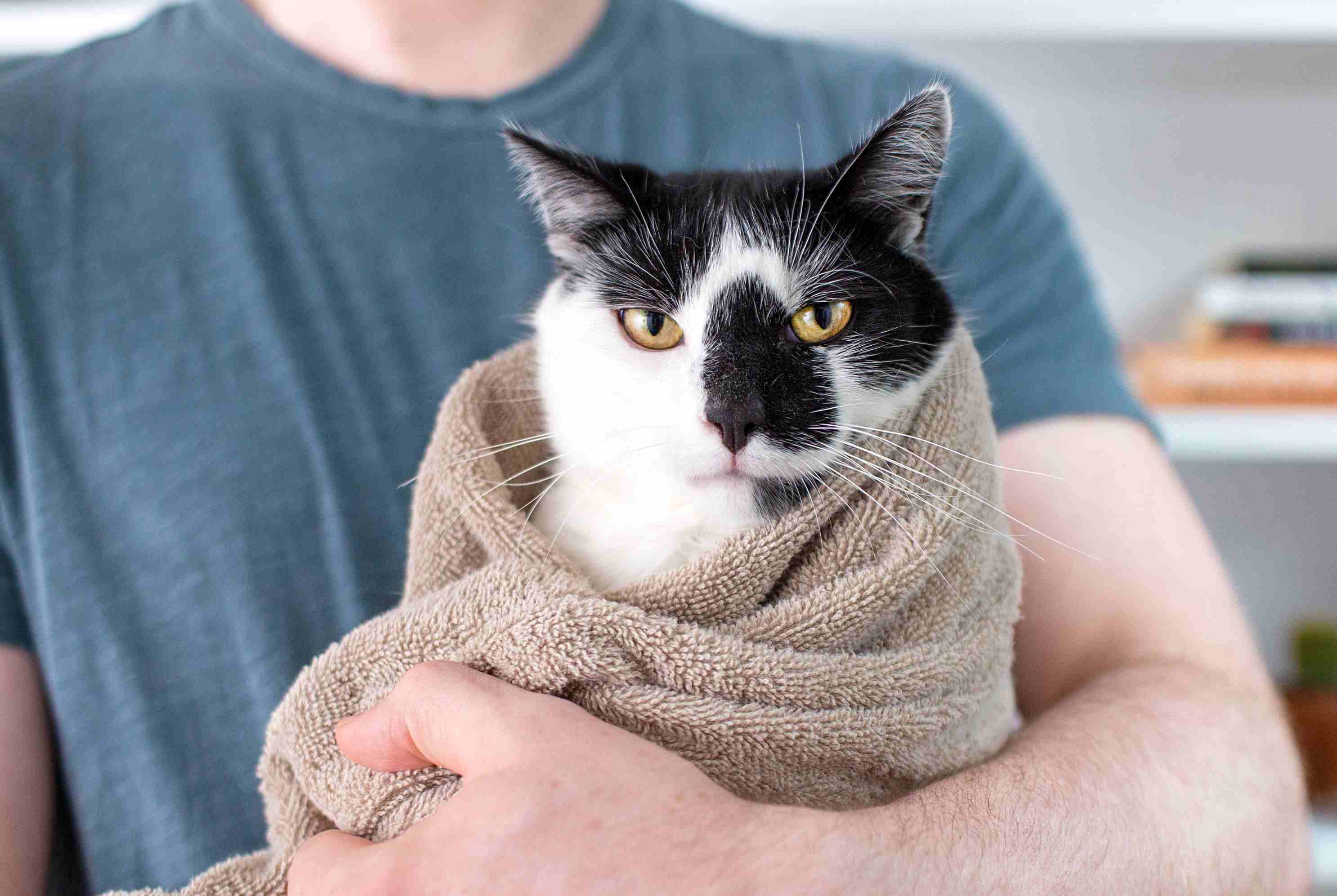 Surviving Cat Bath Time: Drying Without Drama