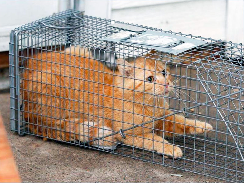 How I Accidentally Became the Cat Trap Queen