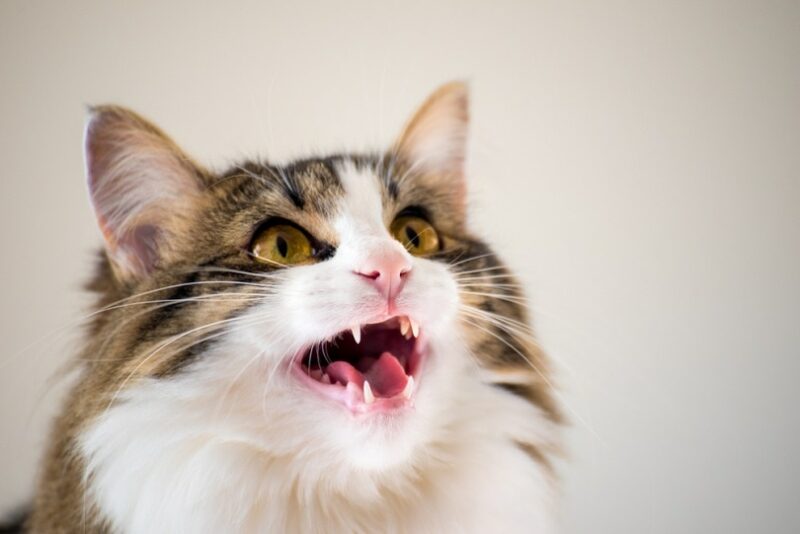 My Cat Is a Midnight Menace—Help!