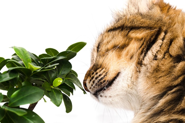 Cat-Proof Bonsai: What’s Safe, What’s Deadly