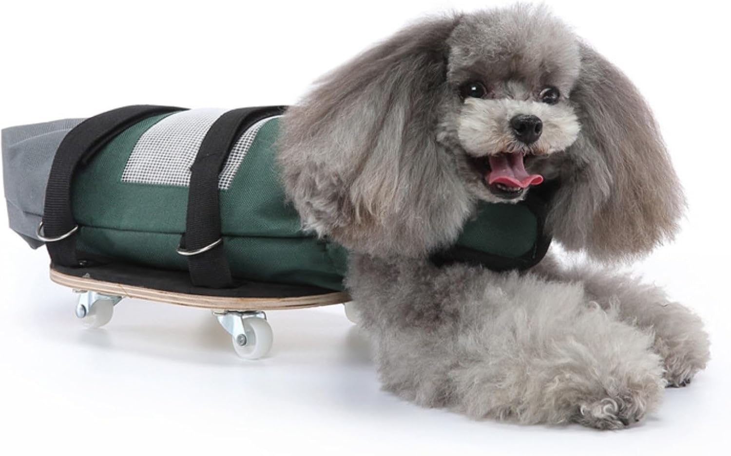 My Cat Can't Walk—Here's How We Cope