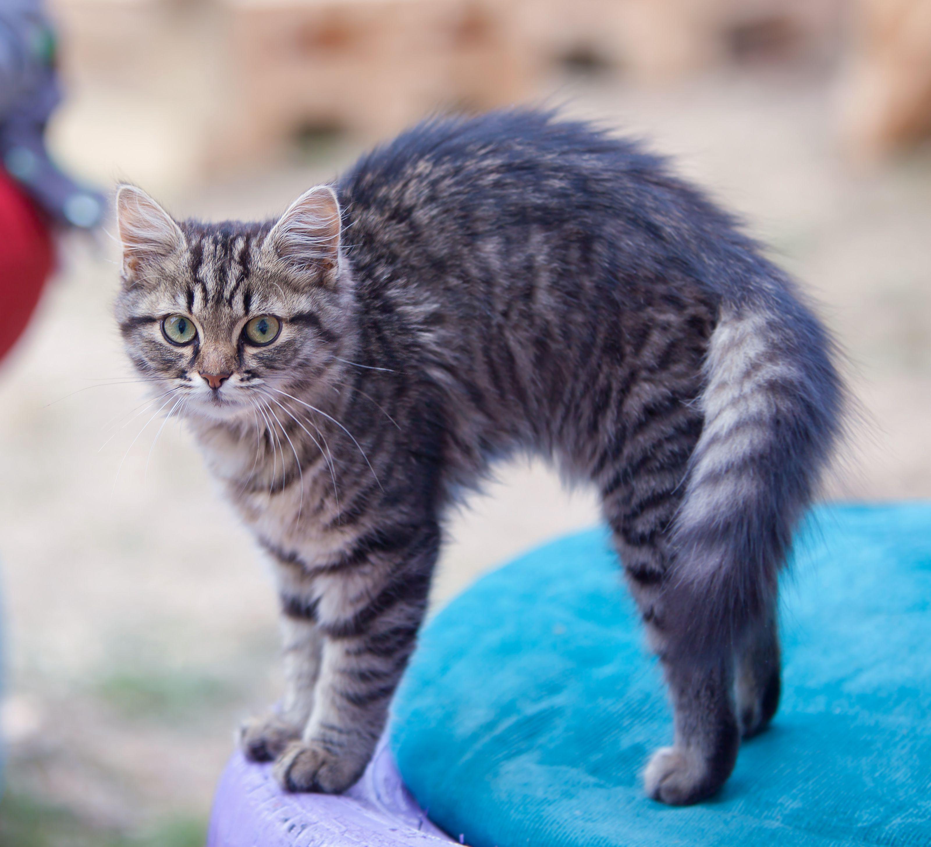 My Cat Acts Possessed—It’s FHS, Not Demons