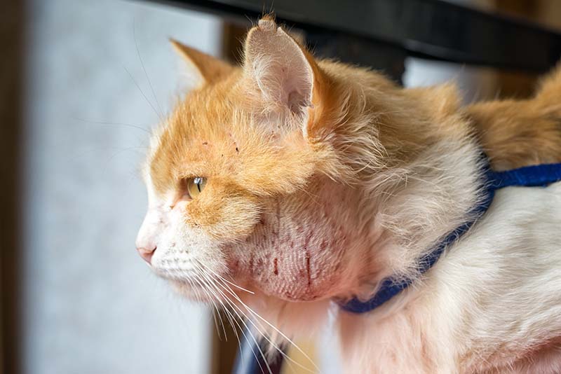 My Cat Grew a Lump—Here’s What I Did