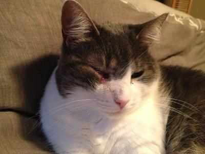 My Cat Has a Weird Lump—Should I Panic?