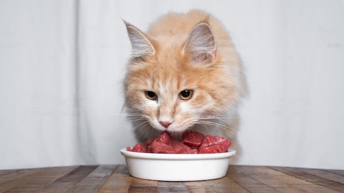 Why I Ditched Store-Bought Cat Food