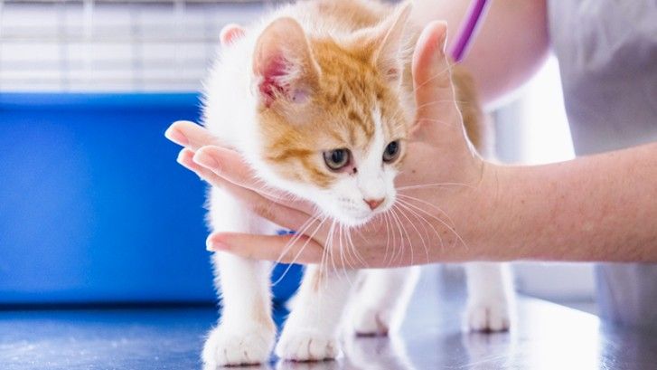 My Kitten Won’t Eat—Here’s What Actually Worked