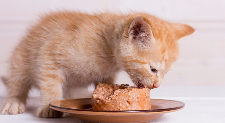 Surviving Kitten Weaning: A Real-Life Saga