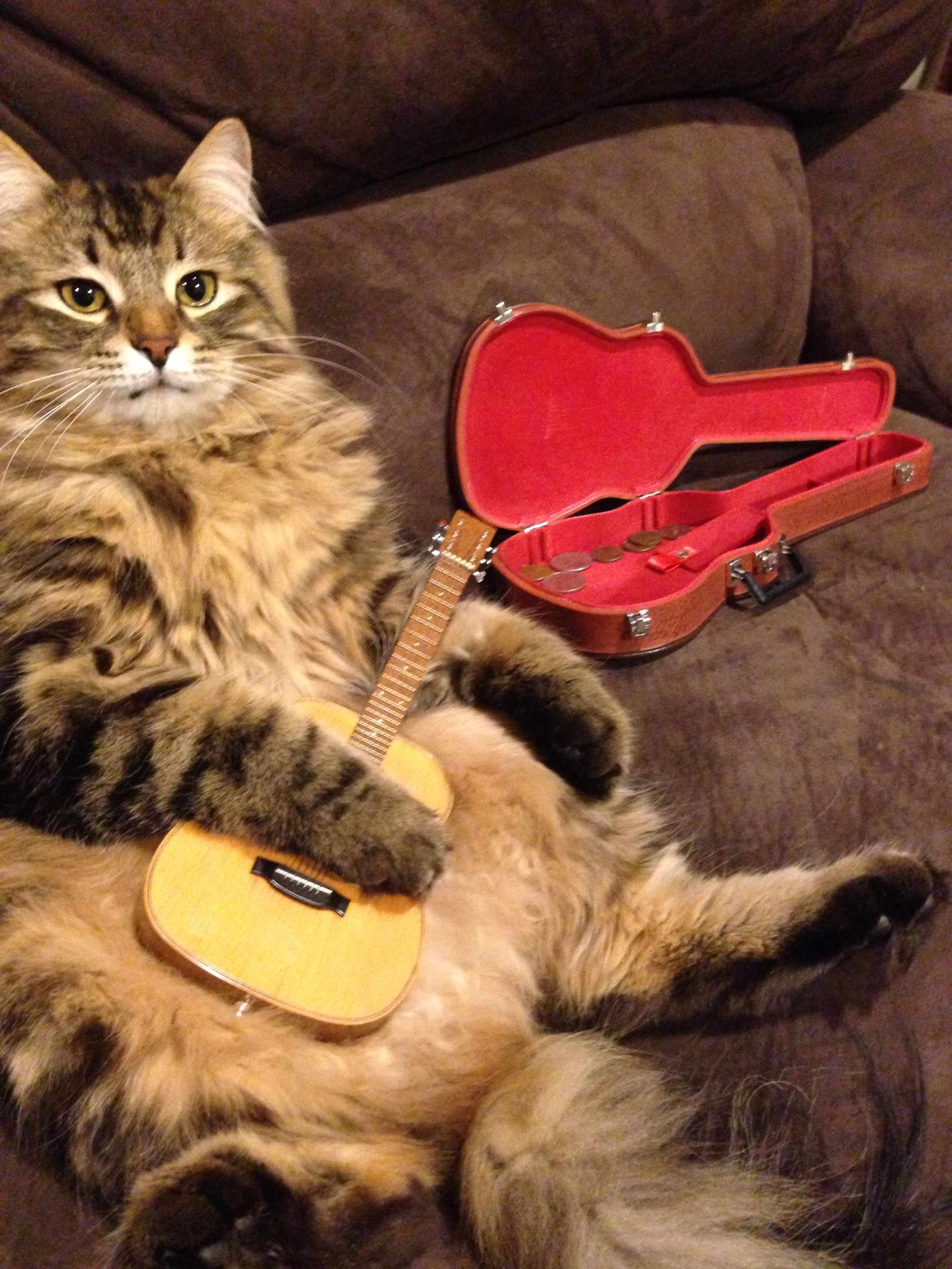Surviving Life With a Siberian Cat