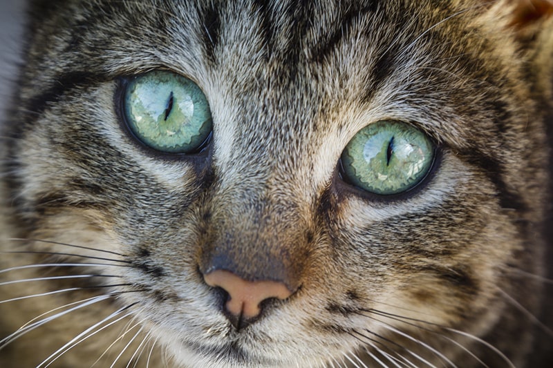 So You Think You’ve Spotted a Savannah Cat?