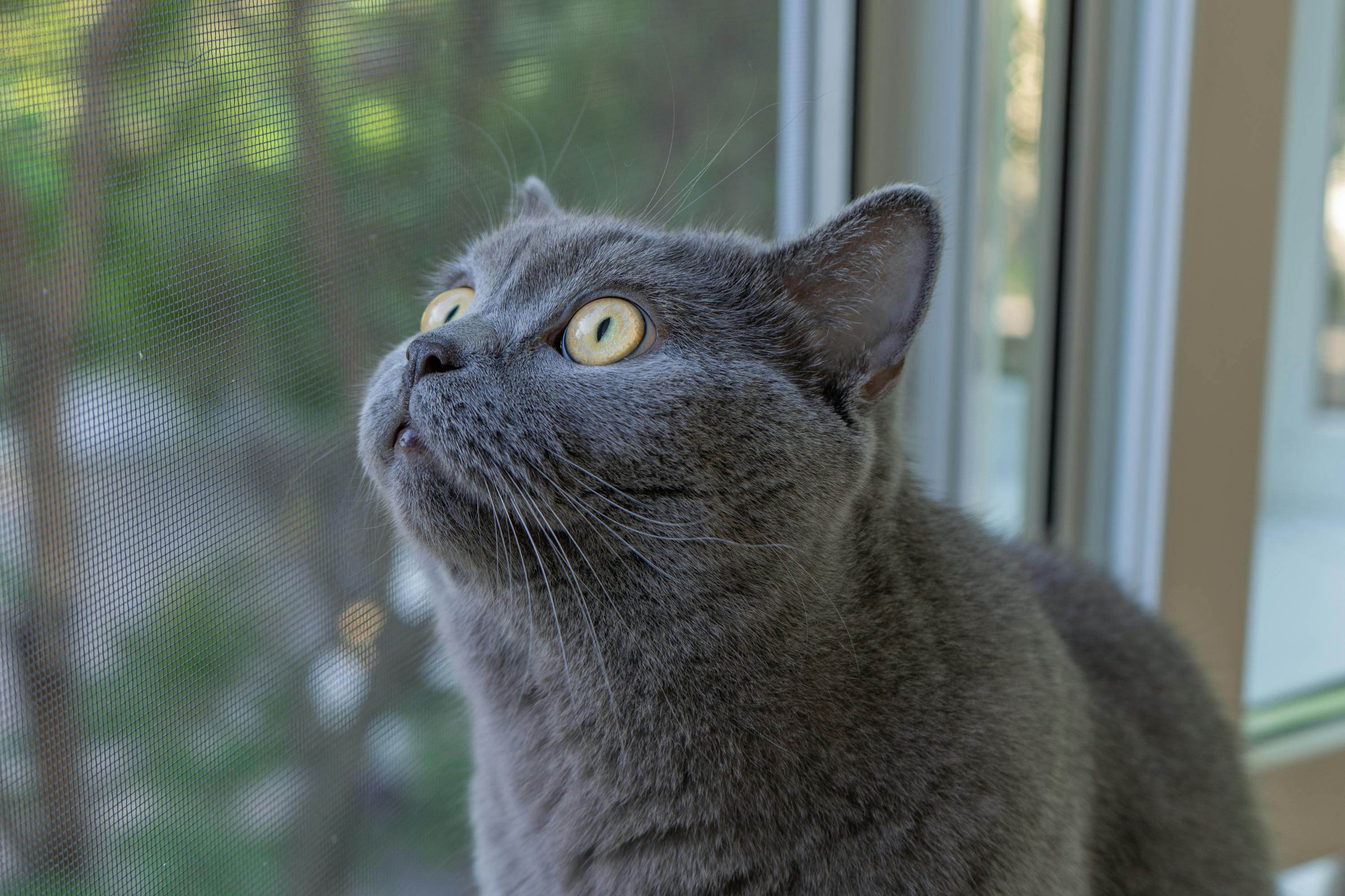 Is Your Cat a British Shorthair or Just Chonky?