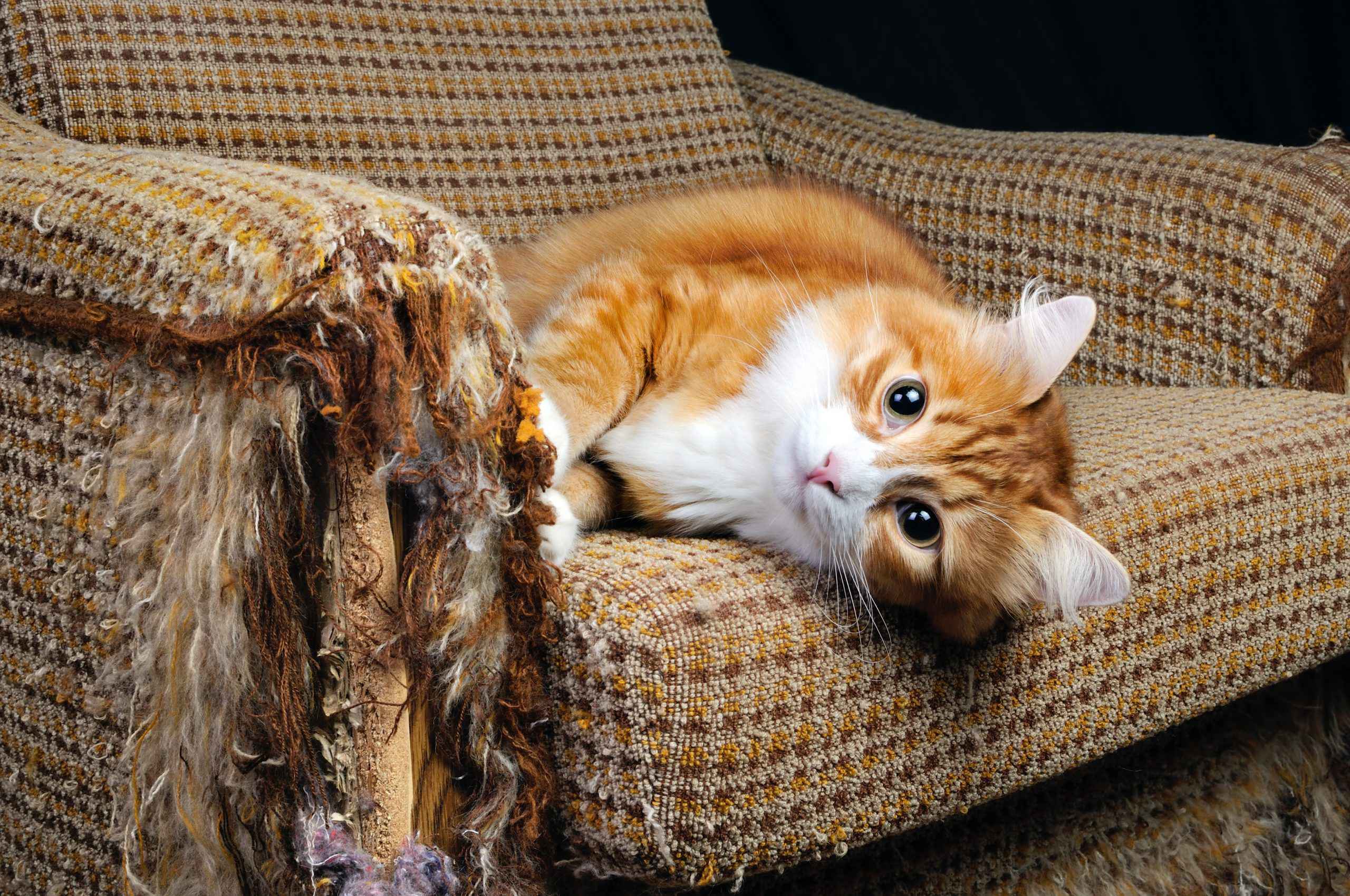 Why Your Cat's Not Evil—Just Misunderstood