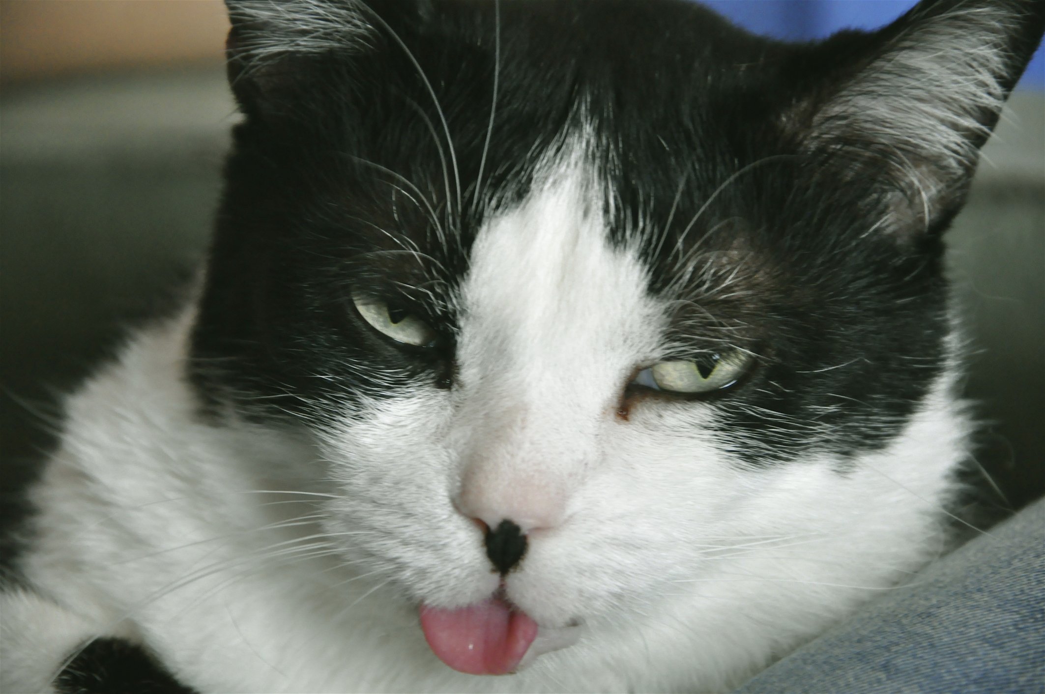 Why Is My Cat Blepping Nonstop?