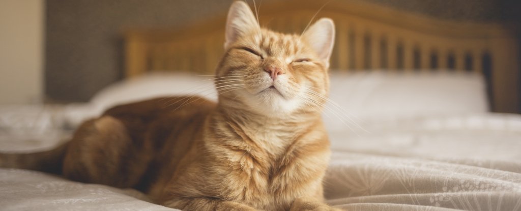 How to Win Over a Cat (Without Losing Your Dignity)