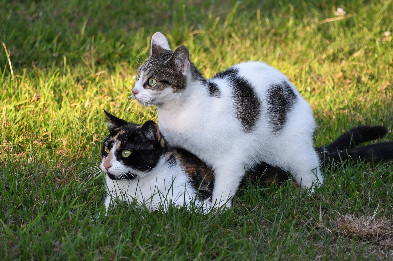 Help! My Cat Won’t Stop Humping Me