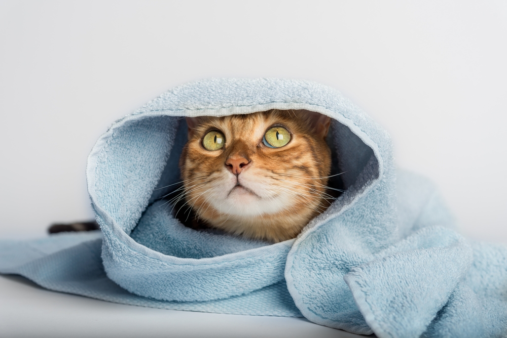 How to Burrito Your Cat (And Survive)