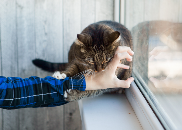 Surviving Cat Claws: My Guide to Not Bleeding
