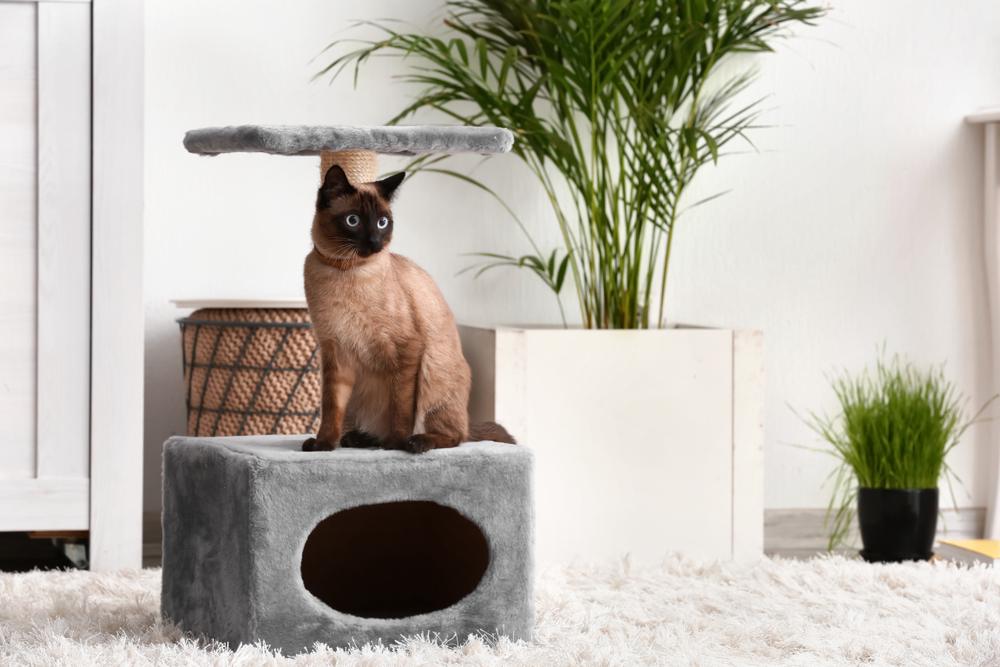 How I Finally Outwitted My Cat’s Chaos