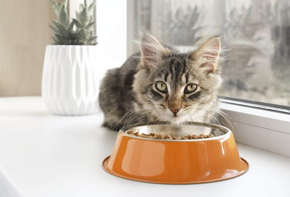 When Your Cat Finally Eats (and You Cry)