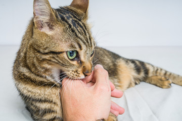 My Cat Thinks I’m a Snack—Literally