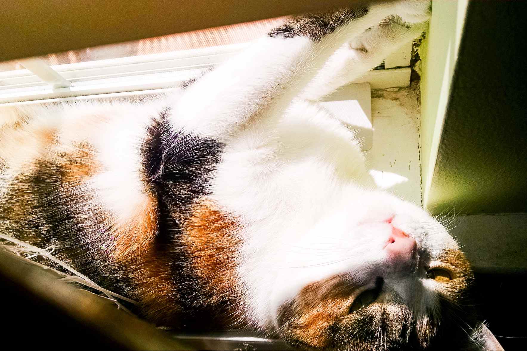 My Cat’s Life Is Basically a Spa Retreat