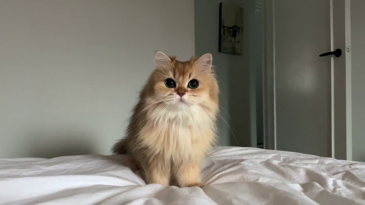 My Cat Thinks He's a Dog (And I'm Not Mad)