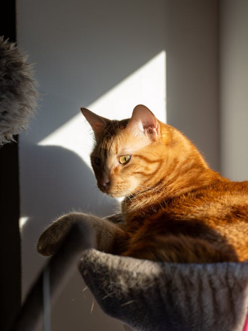 How My Cat Taught Me About Real Joy