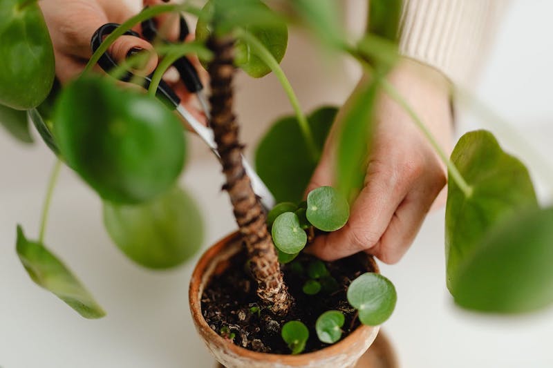how i learned to grow chinese money plants like grandma did