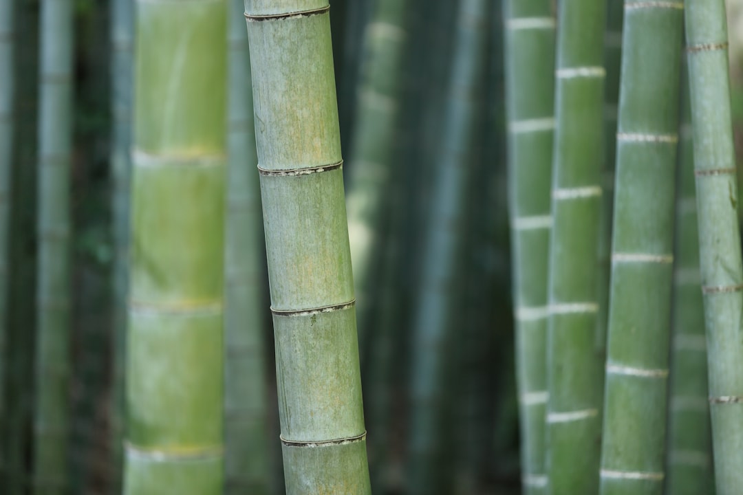 lucky bamboo: a bridge between old wisdom and new trends