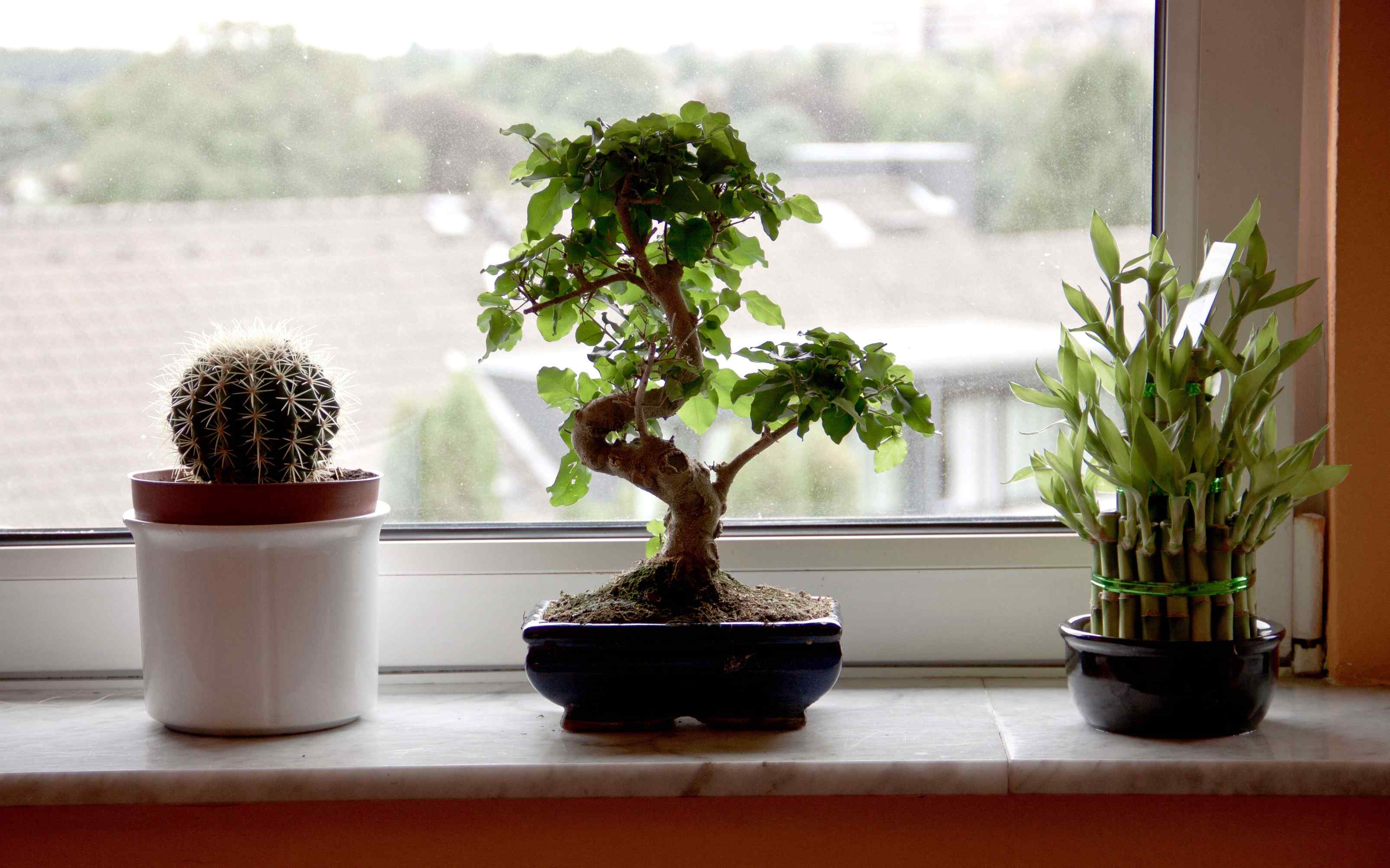 pruning lucky bamboo: tradition meets modern care