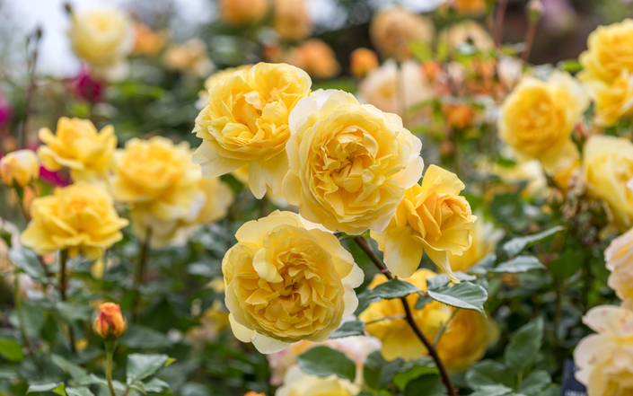yellow roses: memories, meaning, and modern misunderstandings