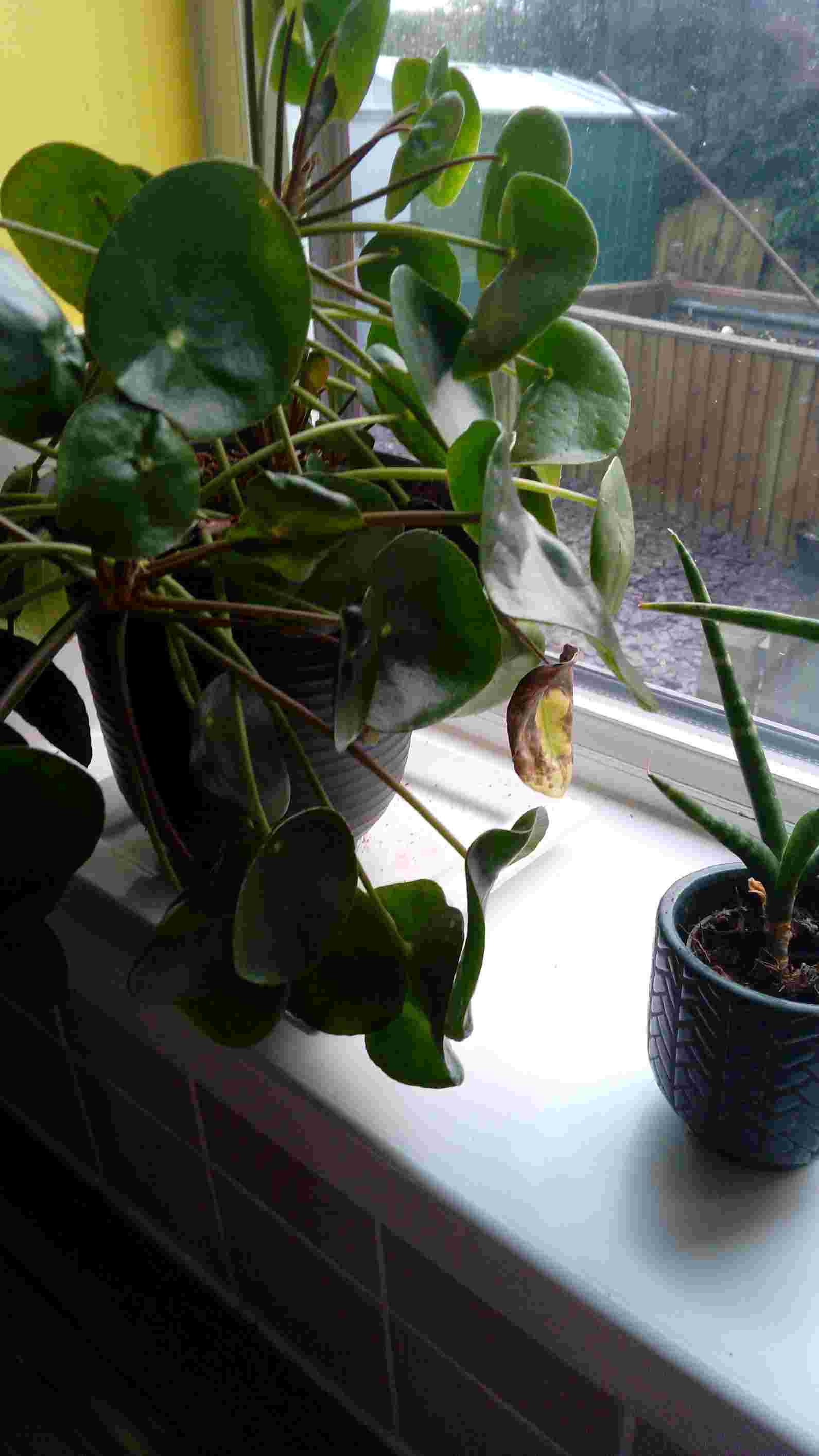 chinese money plants: tradition meets modern home gardening