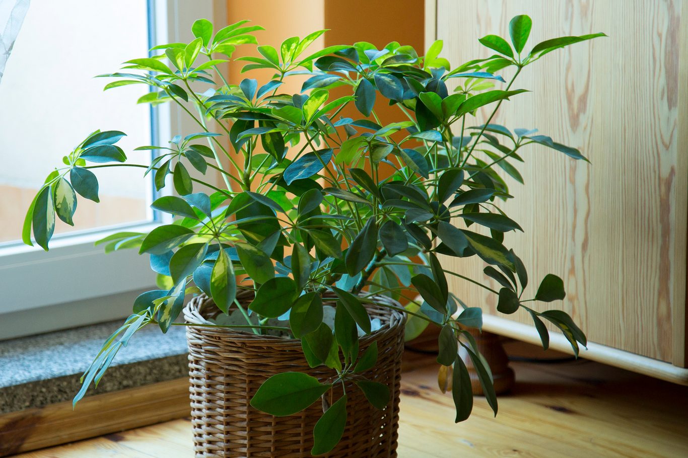 dwarf umbrella plants: bridging old wisdom and new care